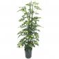 Preview: schefflera gold
